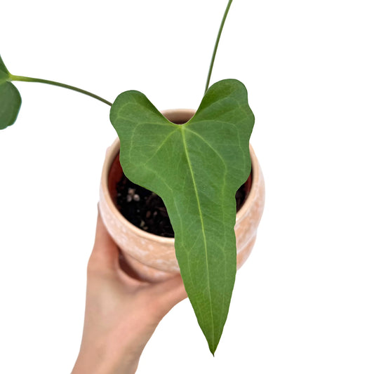 Anthurium Podophyllum avec une grande feuille verte en forme de cœur, sur un pot de culture couleur terre cuite