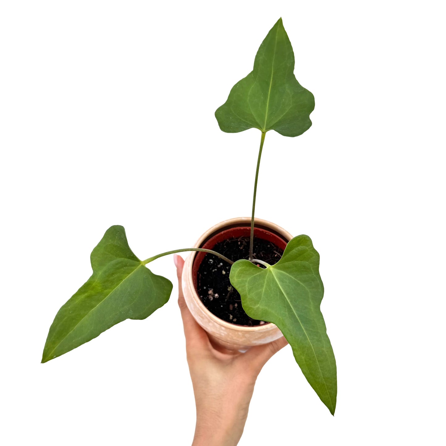 Anthurium Podophyllum