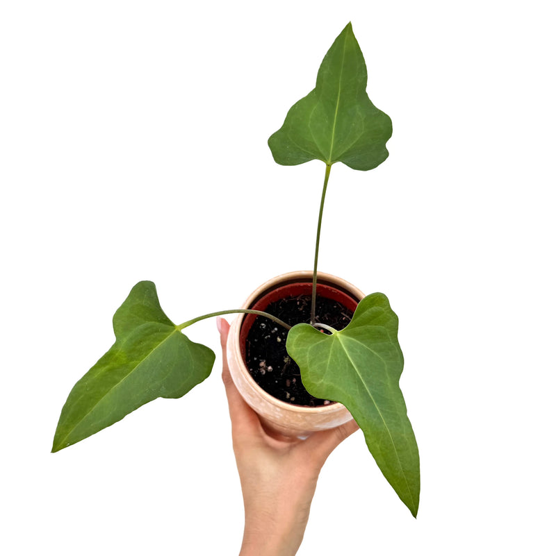 Anthurium Podophyllum