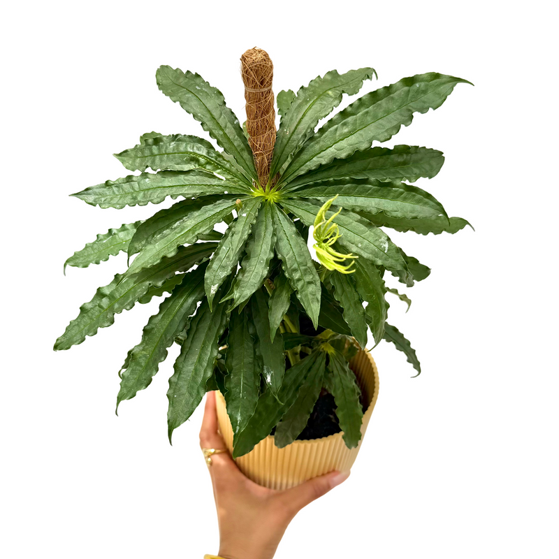 Anthurium Polyschistum
