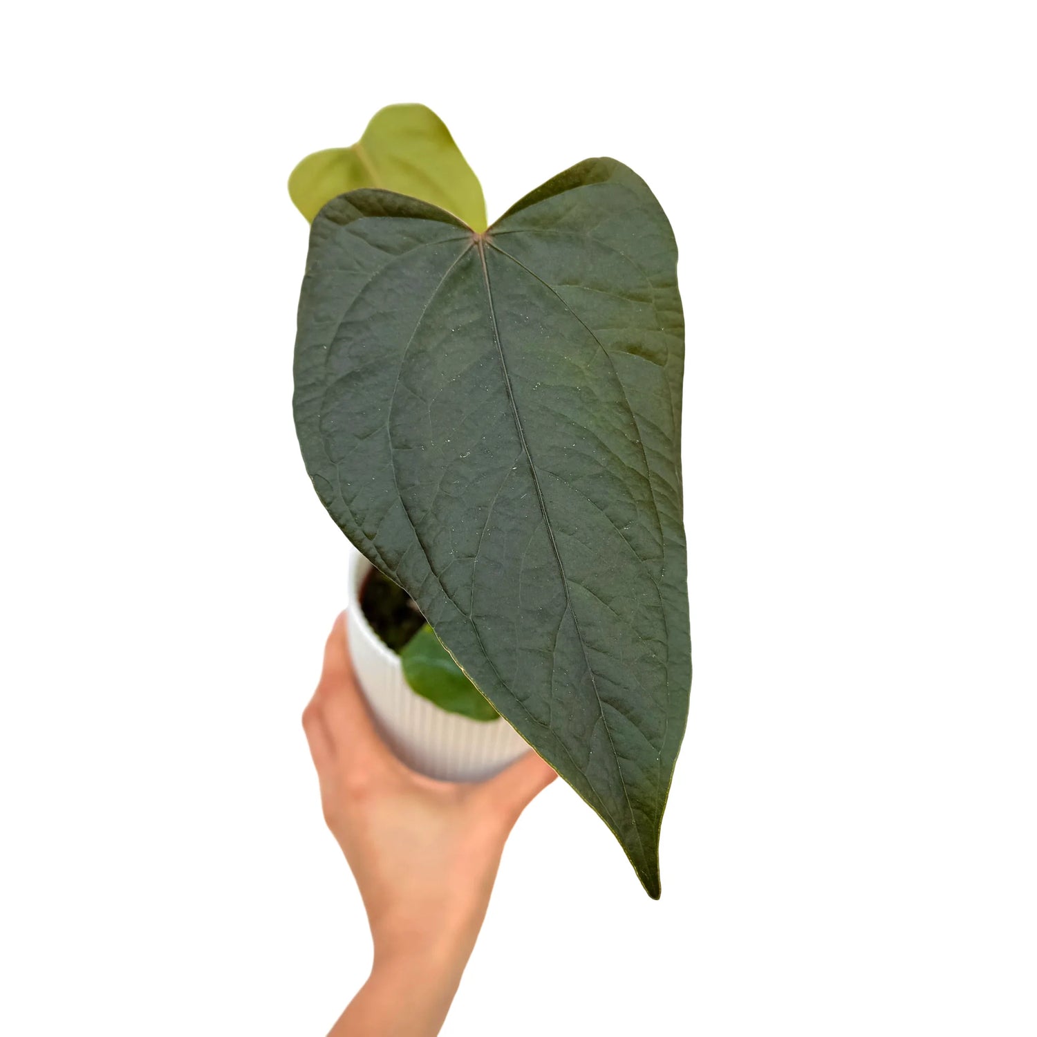 Anthurium Queen Of Hearts avec un grand feuillage vert foncé nervuré, dans un pot en céramique blanc à rayures
