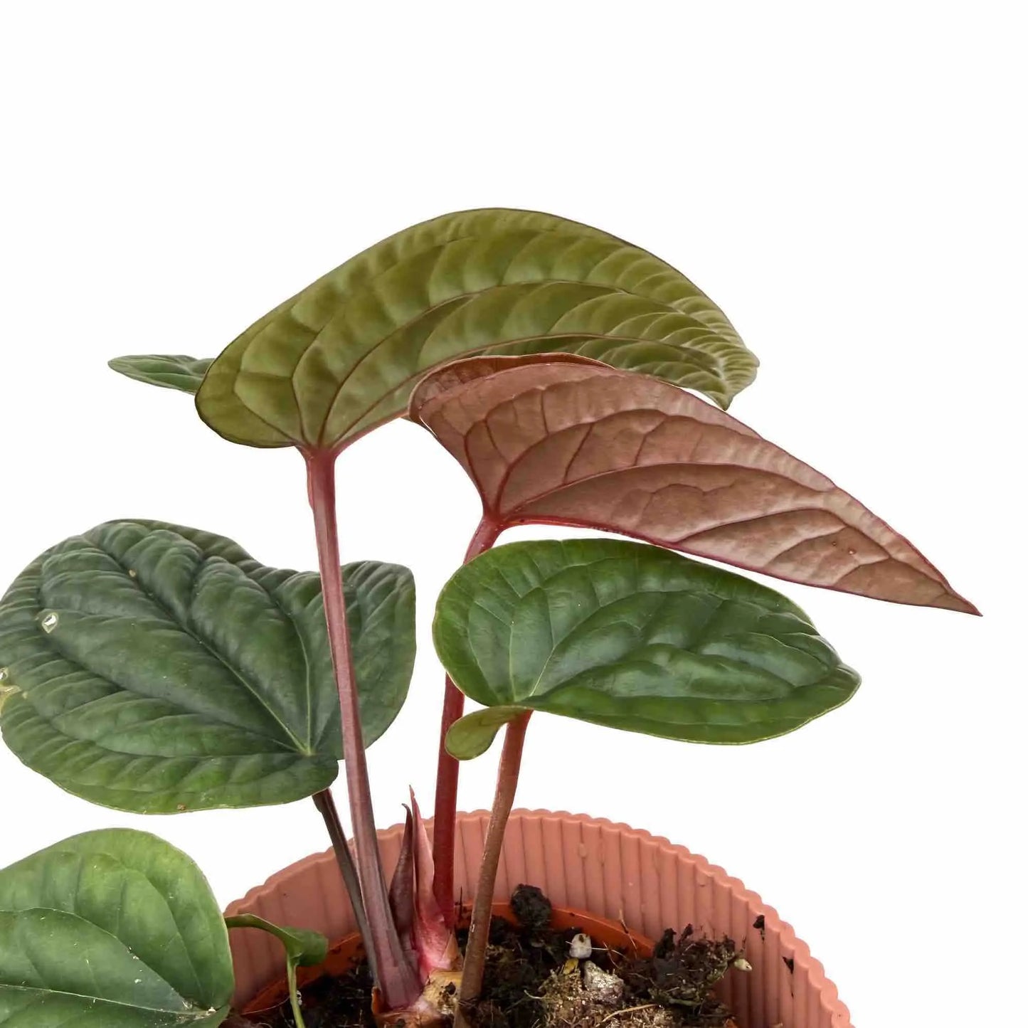 Anthurium Radicans x Luxurians – plantandstories