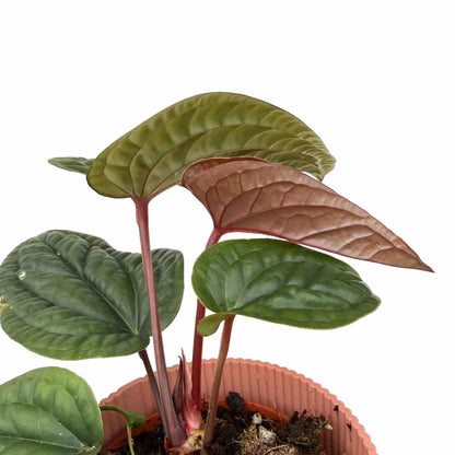 Anthurium Radicans x Luxurians