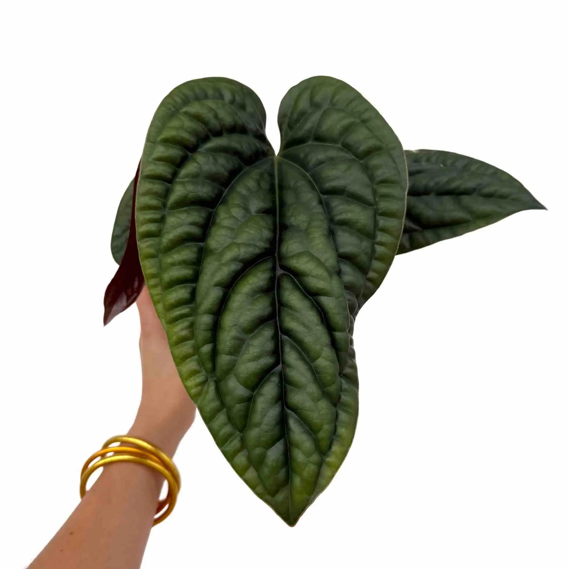 Feuilles luxuriantes et texturées de couleur vert foncé d'un Anthurium Radicans x Luxurians
