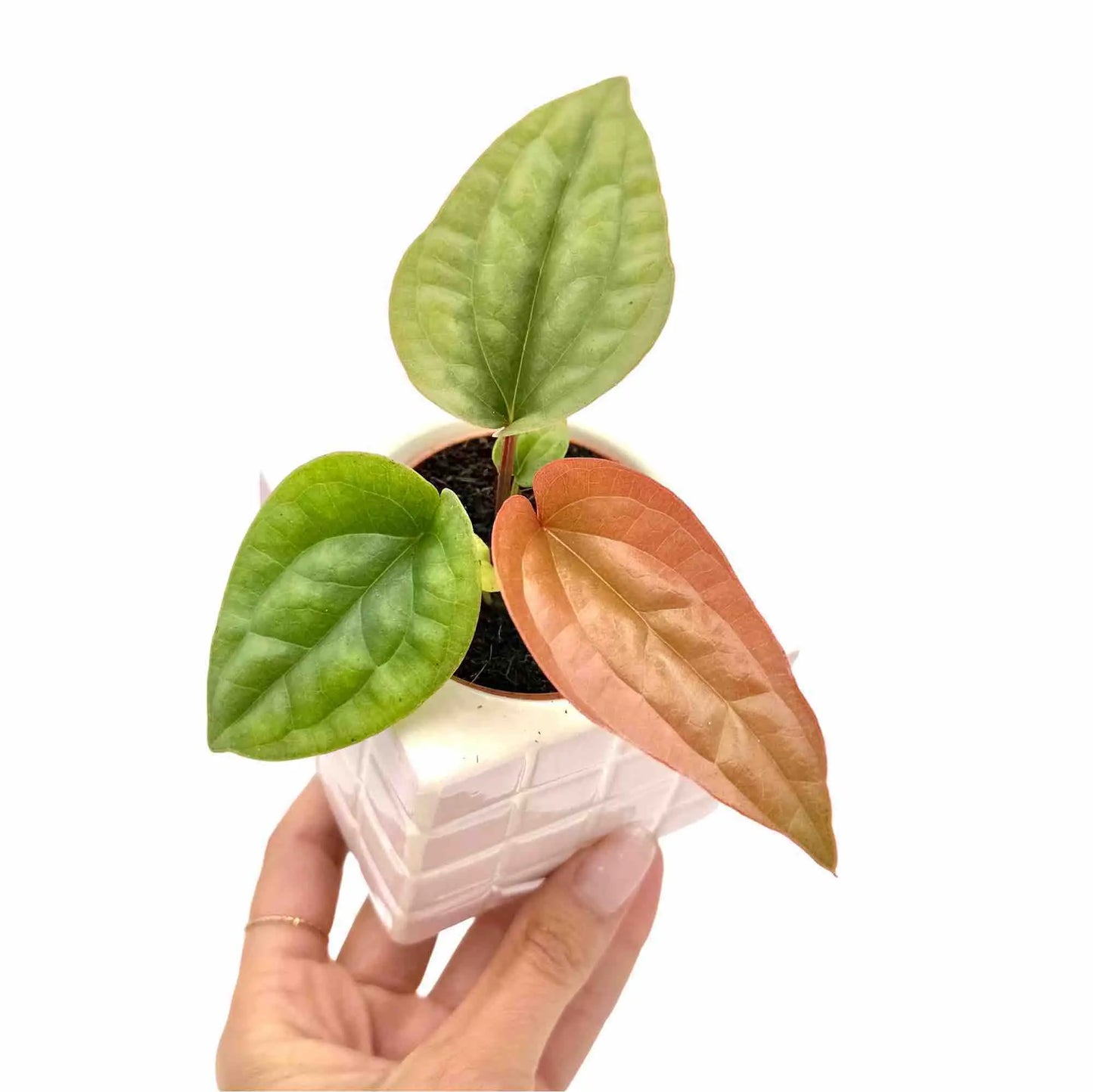 Anthurium Radicans x Luxurians