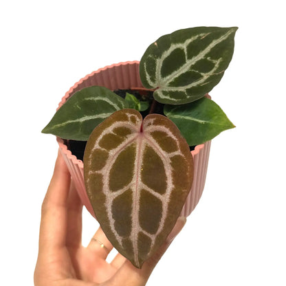 Jeune Anthurium 'Red Crystallinum' dans un pot strié rose avec ses feuilles foncées nervurées de blanc