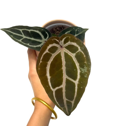 Un Anthurium 'Red Crystallinum' aux feuilles vert foncé et nervures claires, en pot beige sur fond blanc