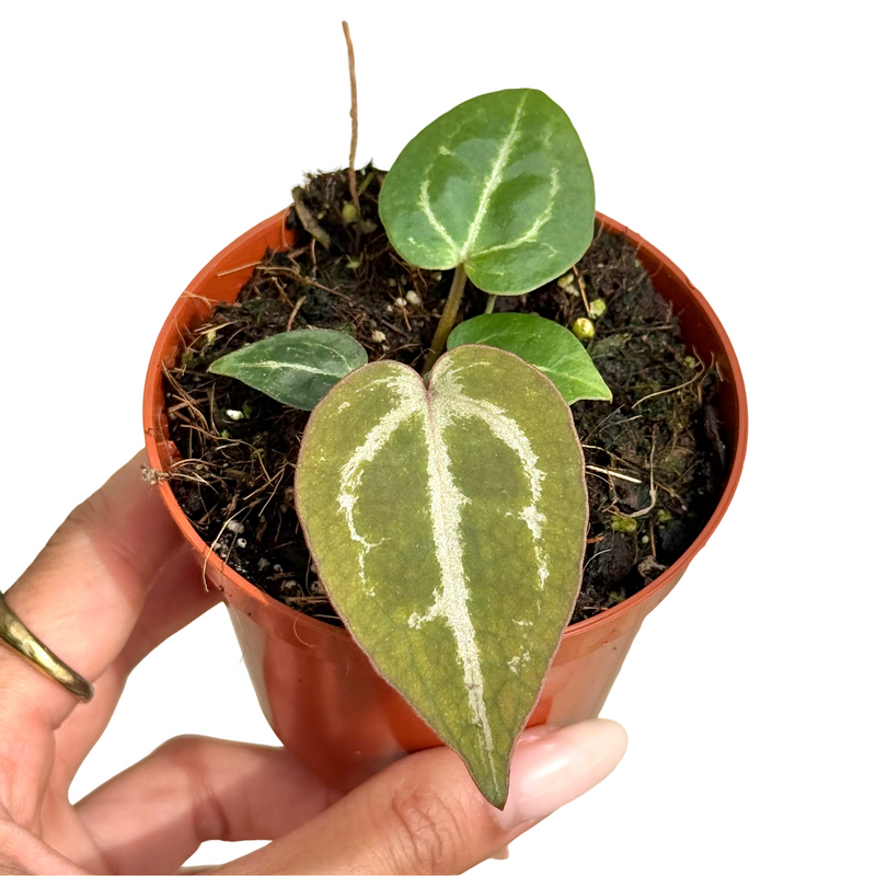 Anthurium 'Red Crystallinum'