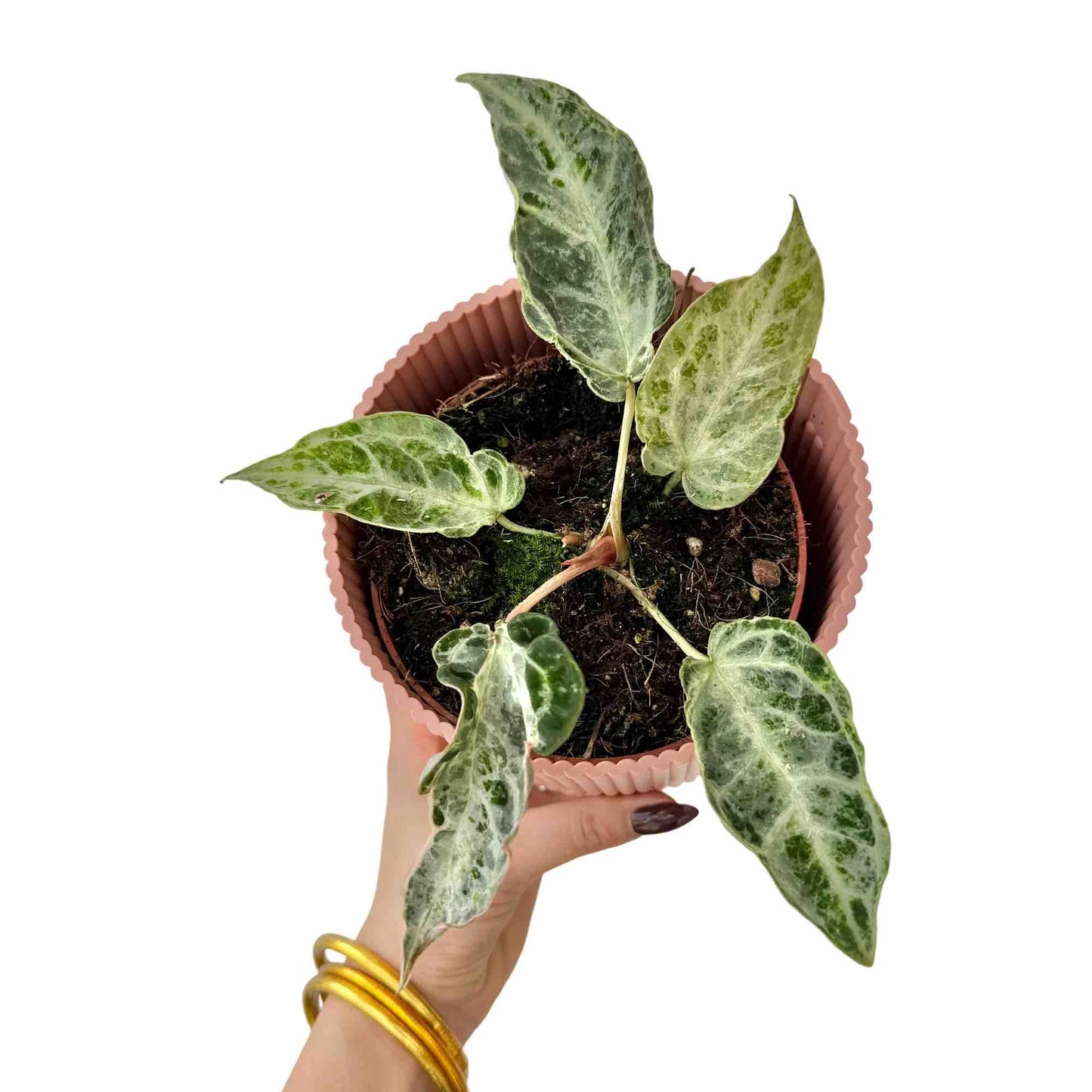 Anthurium Silver Blush Mint - plantandstories