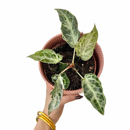 Anthurium Silver Blush Mint - plantandstories