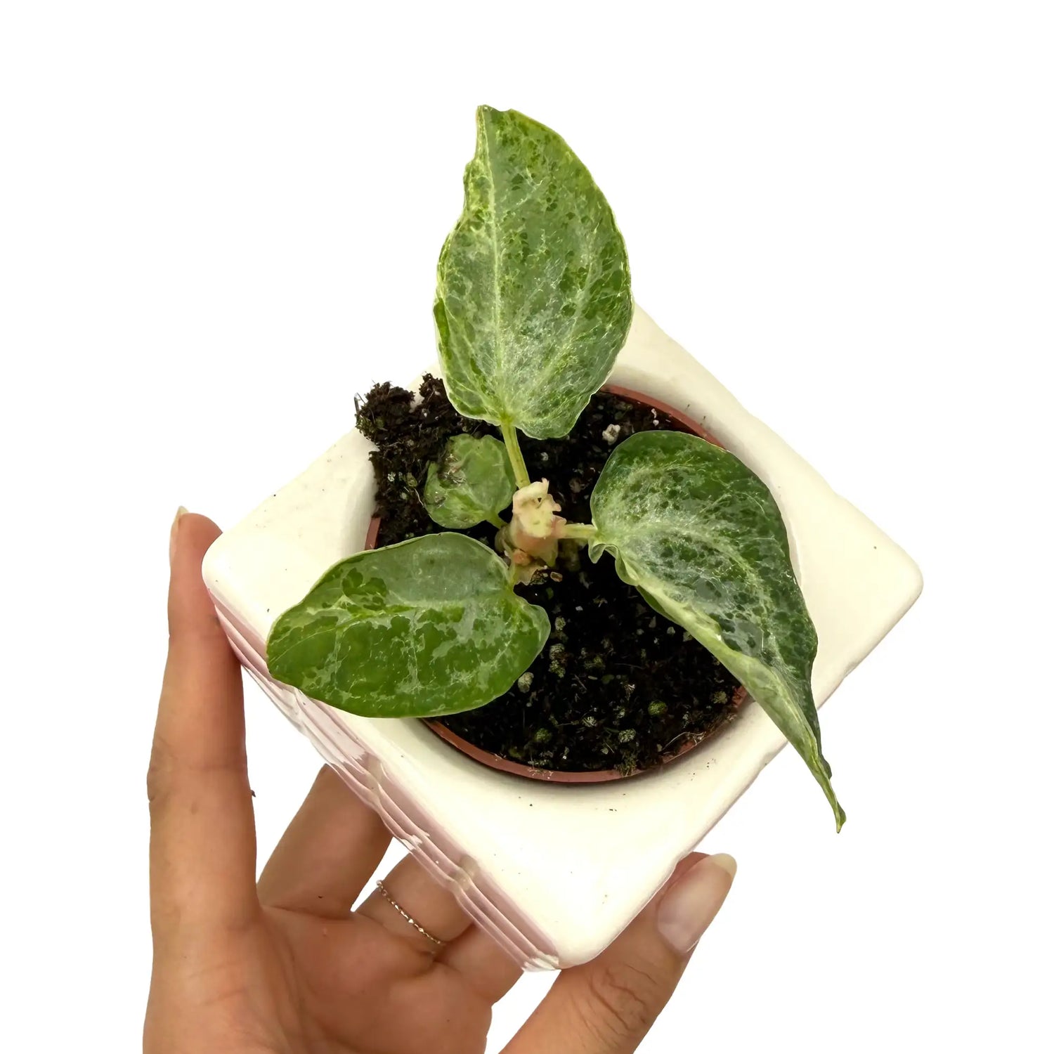 Anthurium Silver Blush Mint