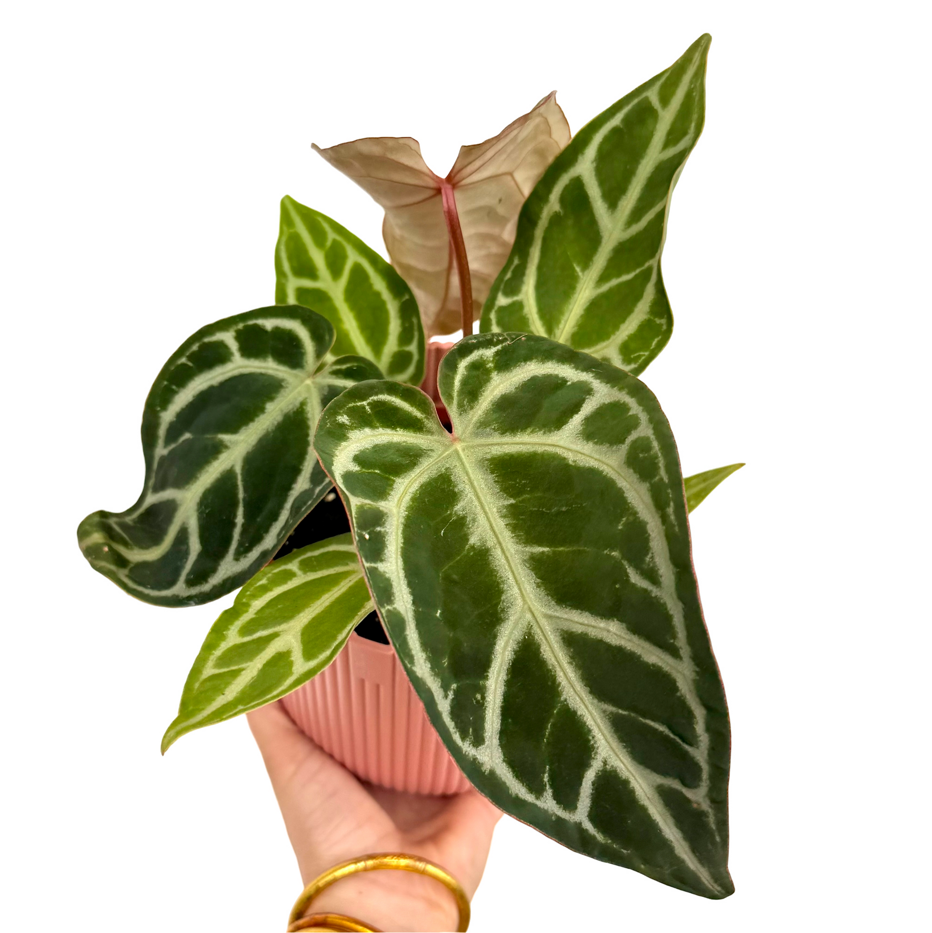 Anthurium Snow Queen : feuillage nacr rare livr chez vous   plantandstories