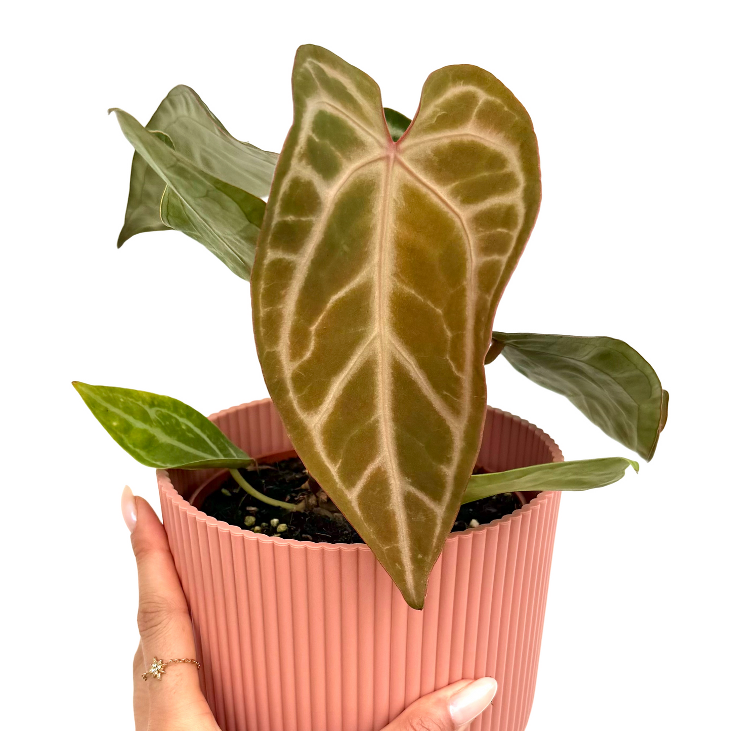 Anthurium 'Snow Queen'
