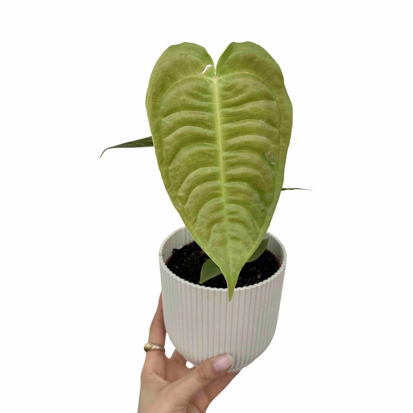 anthurium veitchii narrow form Anthurium Veitchii – plantandstories