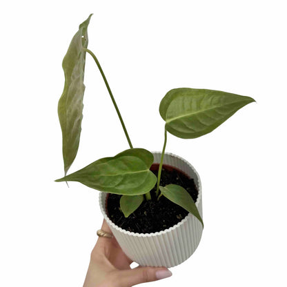 Anthurium Veitchii