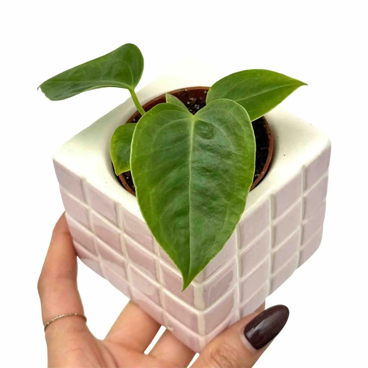 Jeune Anthurium Veitchii aux feuilles vertes en cœur dans un cache-pot cubique rose à motif quadrillé