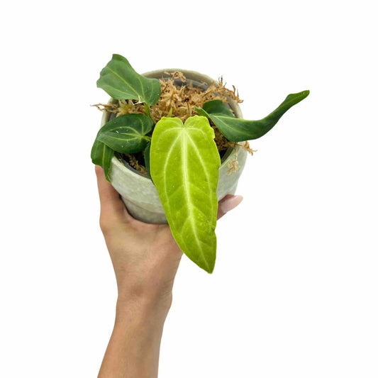 Anthurium Villenaorum