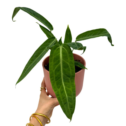 Un Anthurium Warocqueanum avec de longues feuilles vertes foncées nervurées, dans un pot cannelé rose pâle