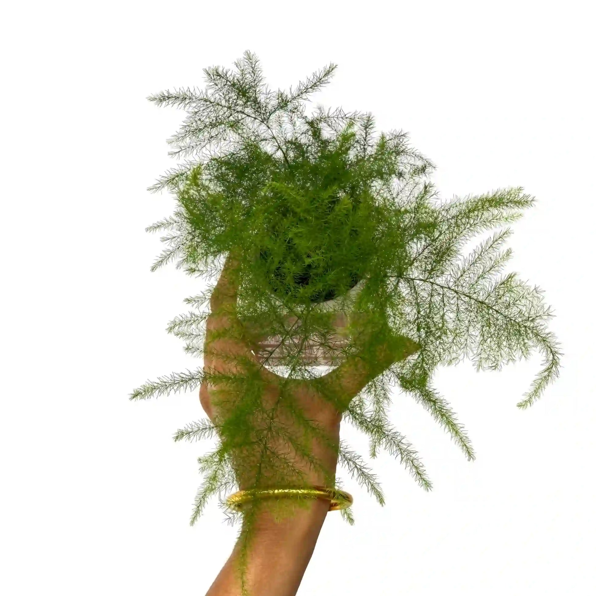 Asparagus Plumosus (setaceus)