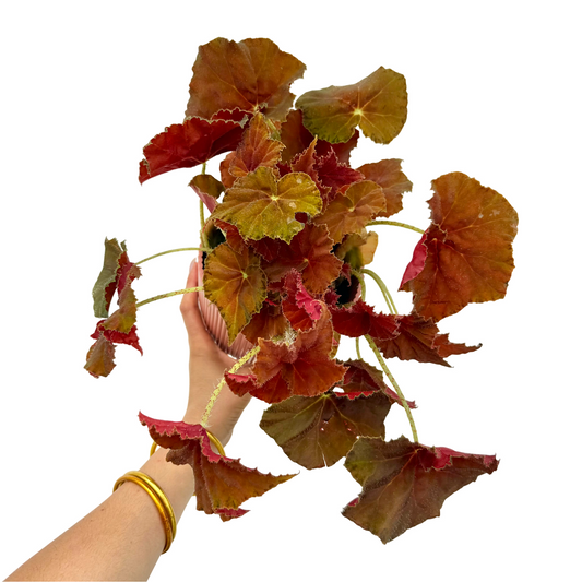 Bégonia Amber Love