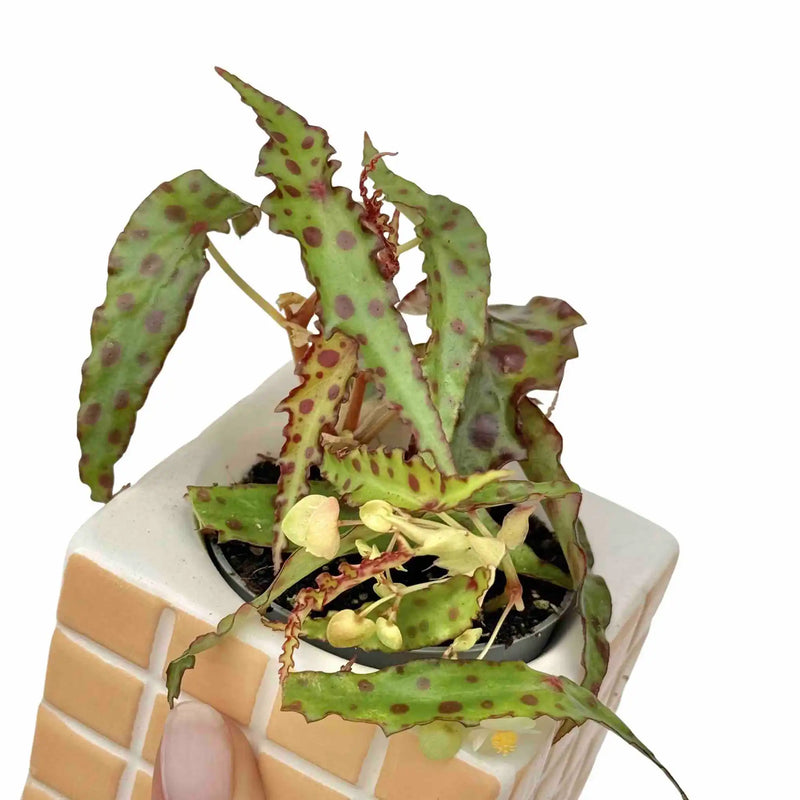 Begonia Amphioxus
