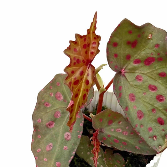 Begonia Amphioxus x Malachosticta aux grandes feuilles vertes tachetées de rose et une feuille dentelée orange