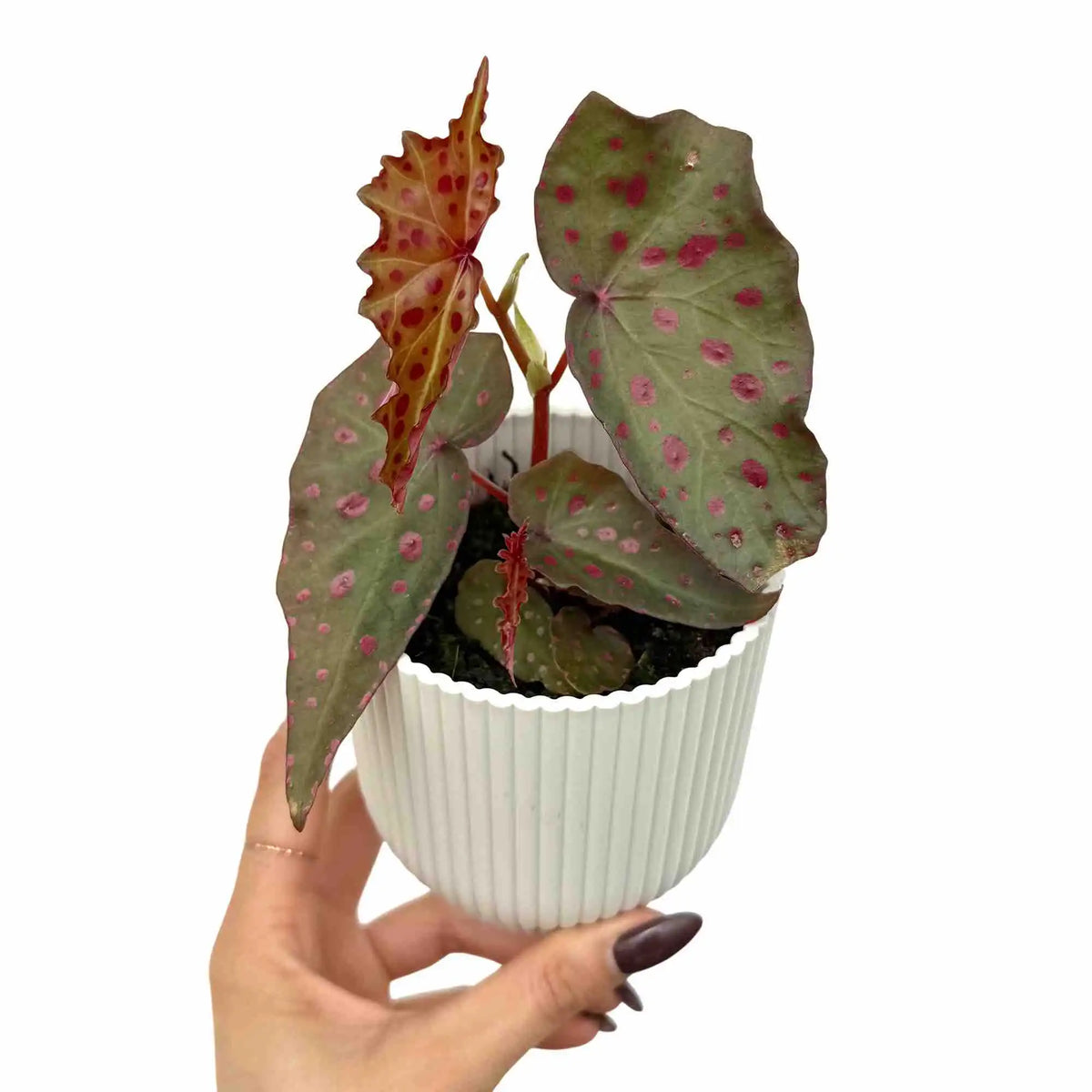 Le Begonia Amphioxus x Malachosticta présente des feuilles vertes mouchetées de rose dans un pot blanc cannelé