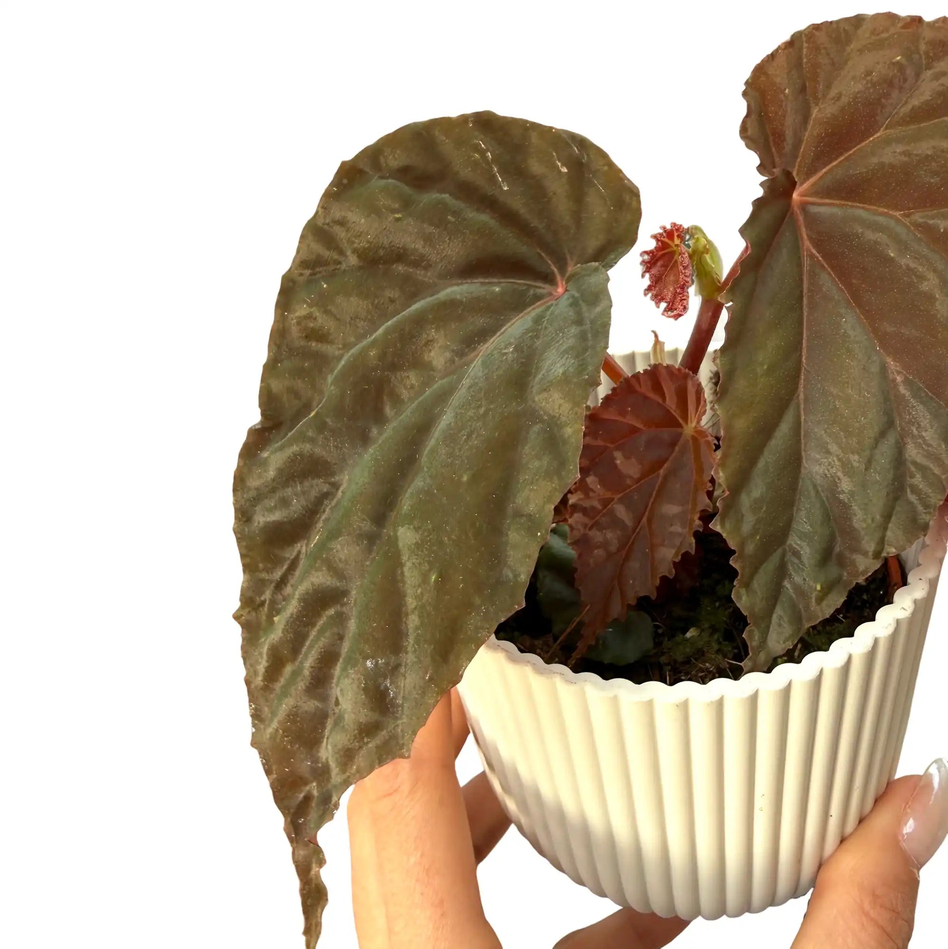 Begonia 'Black Blood' - plantandstories