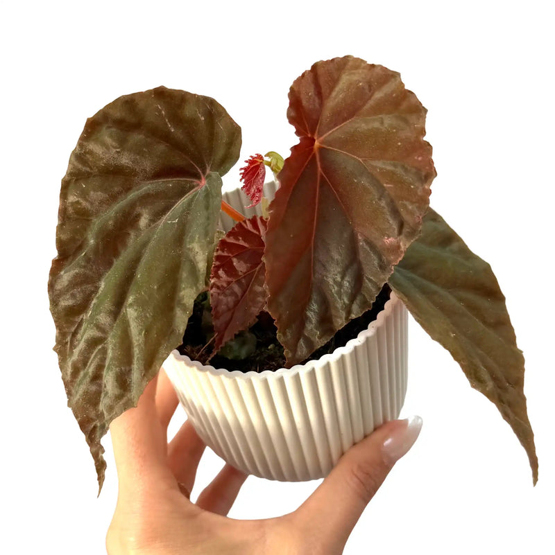 Begonia 'Black Blood'