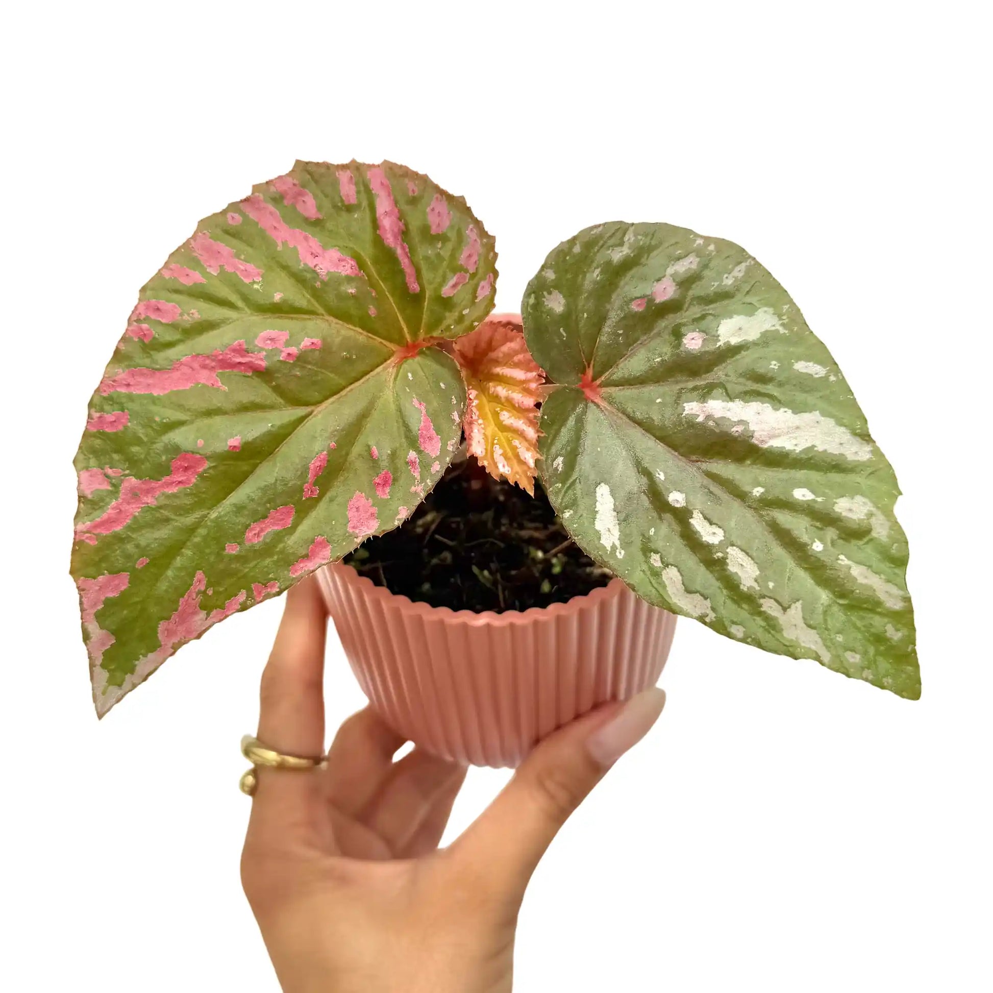 Begonia Brevirimosa aux grandes feuilles vertes tachetées de rose dans un pot cannelé couleur saumon