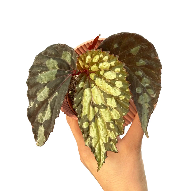 Begonia 'Lucifer'