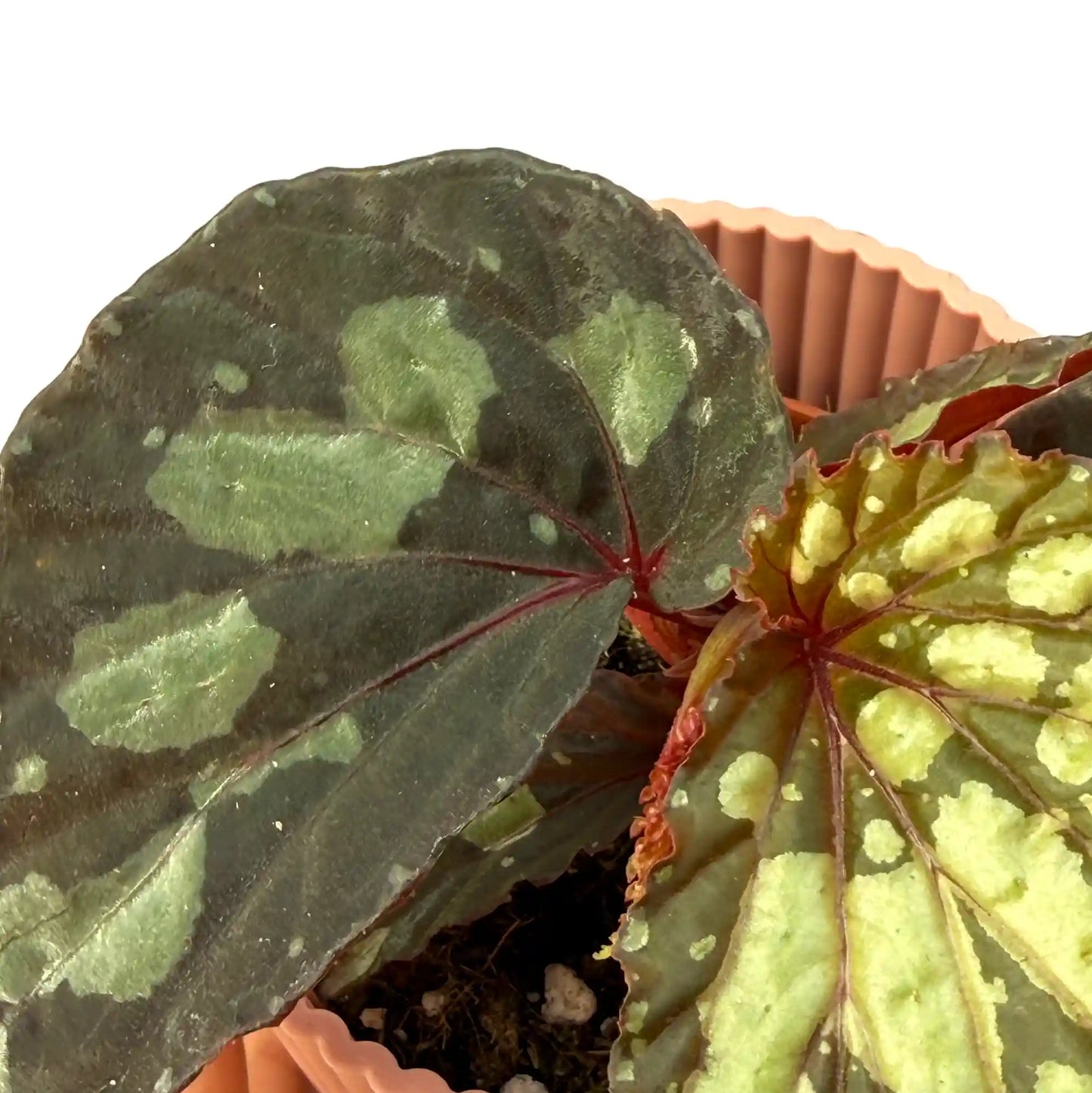 Begonia 'Lucifer' - plantandstories