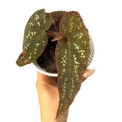 Begonia 'Pandora' - plantandstories