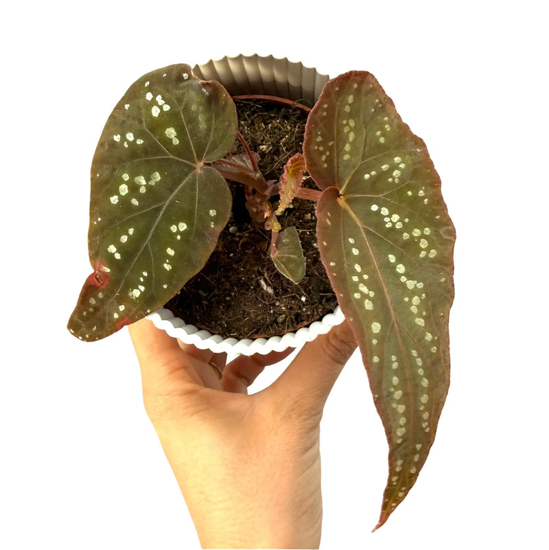Begonia 'Pandora'