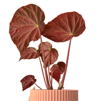 Begonia 'Two Face'