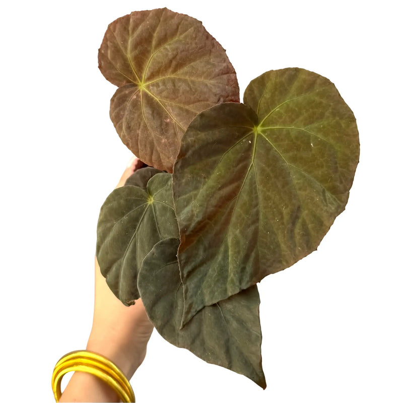 Begonia Pavonina