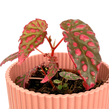 Begonia 'Pink Lady'