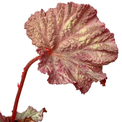 Begonia 'Pink Panther' - plantandstories