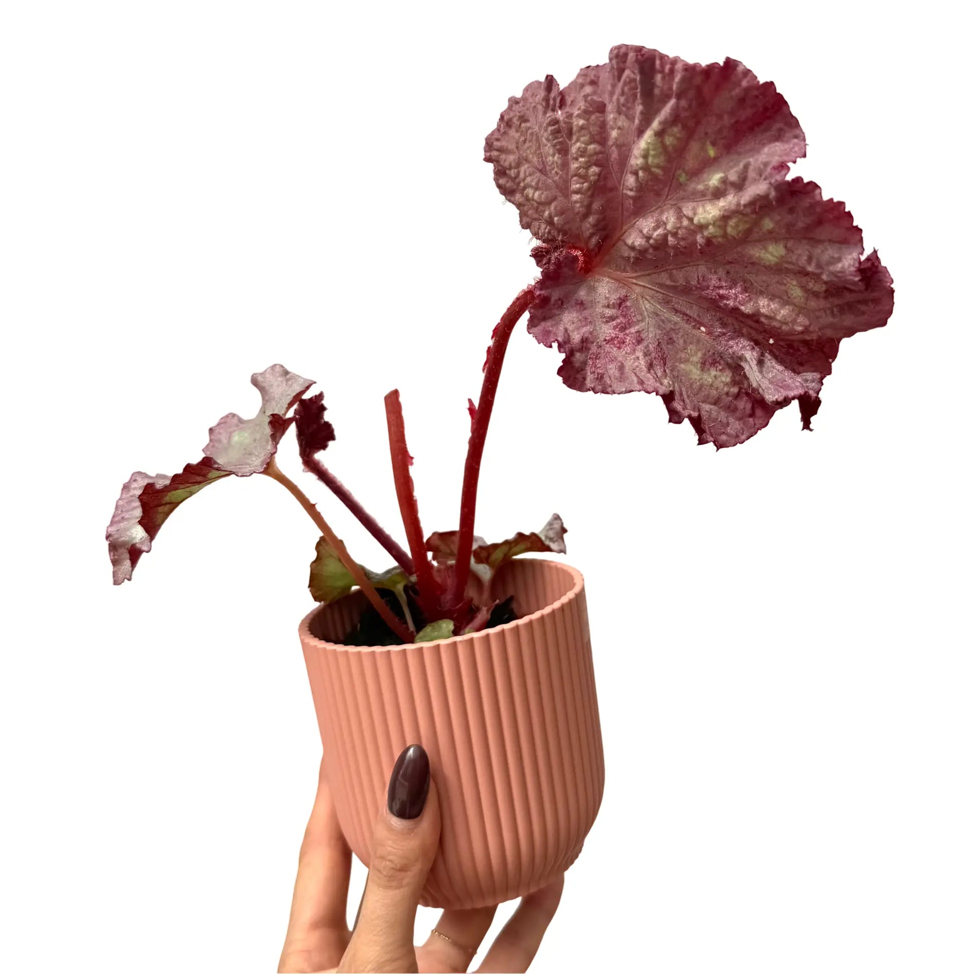 Begonia 'Pink Panther' - plantandstories
