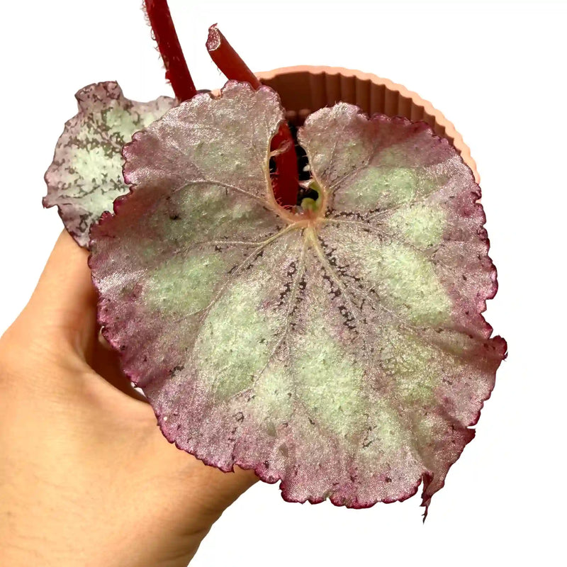 Begonia 'Pink Panther'