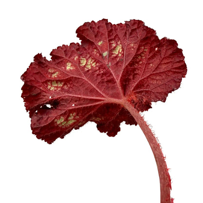 Begonia 'Pink Panther' - plantandstories