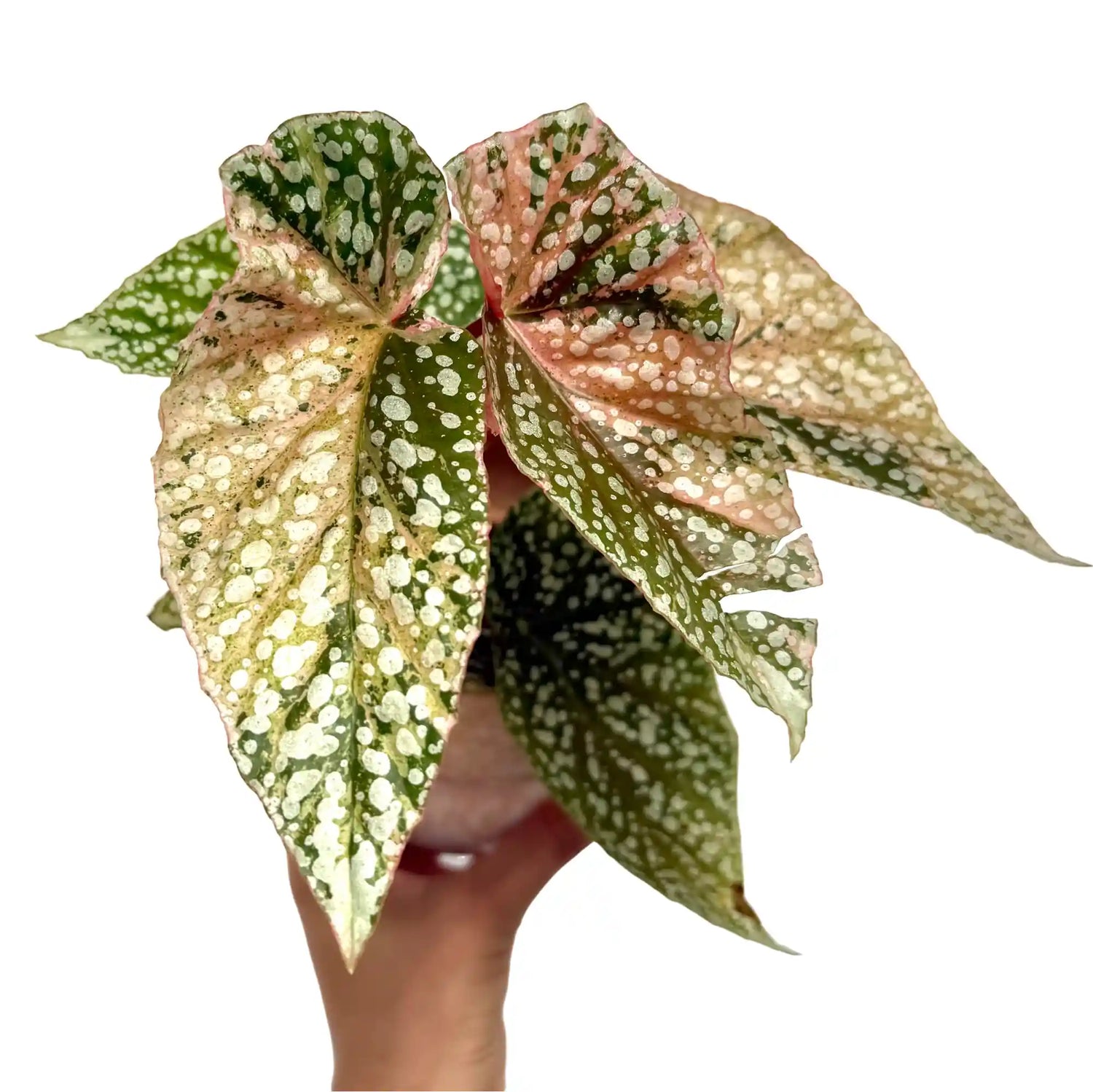 Magnifique Begonia Snowcap Variegata avec un feuillage vert et rose constellé de points blancs vifs
