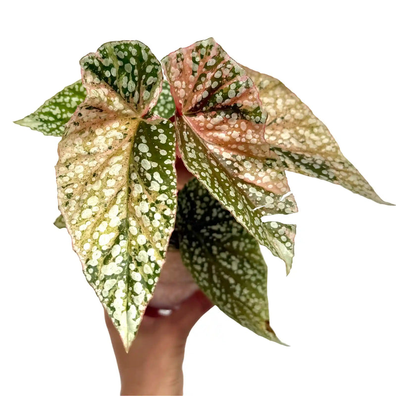 Begonia Snowcap Variegata