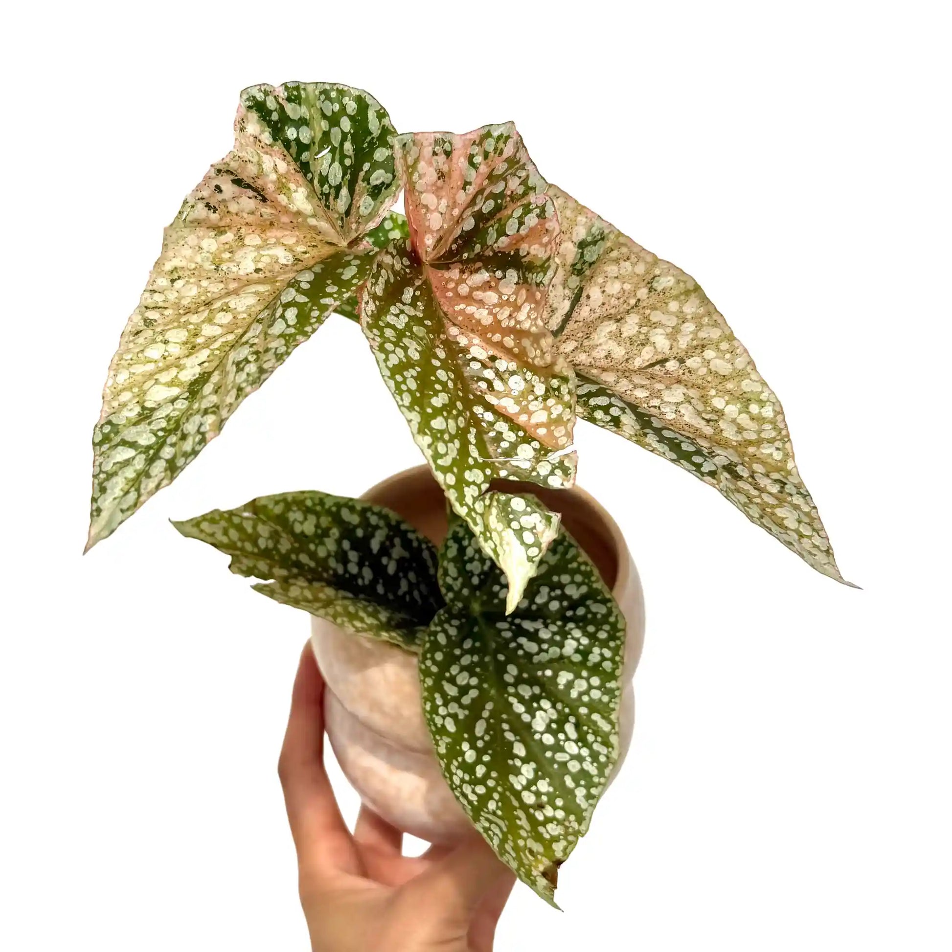 Un Begonia Snowcap Variegata en pot clair avec de grandes feuilles vertes tachetées de blanc et de rose