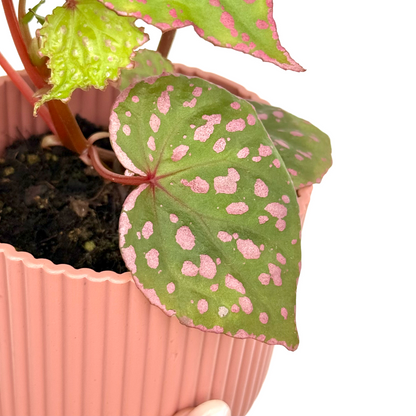 Begonia sp. Muara Wahau