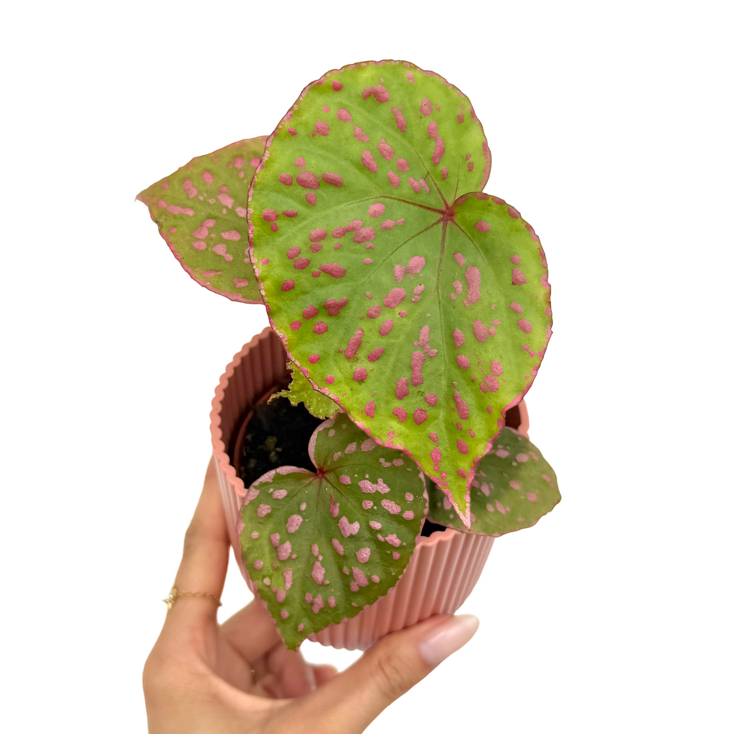 Begonia sp. Muara Wahau