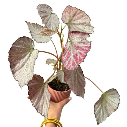 Begonia 'Two Face' - plantandstories