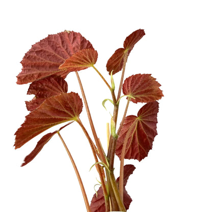 Begonia 'Two Face' - plantandstories