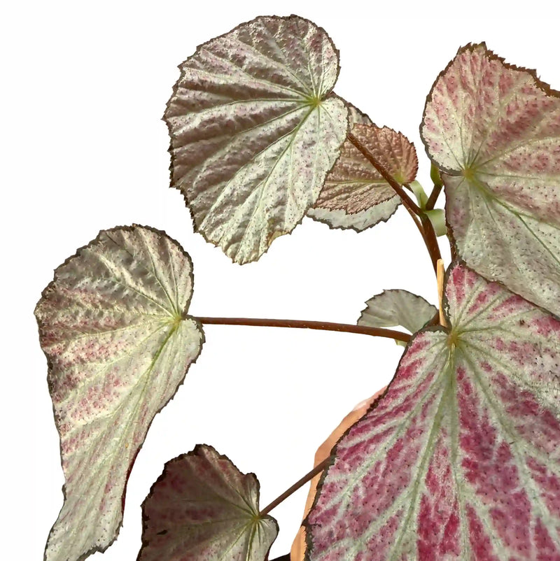Begonia 'Two Face'
