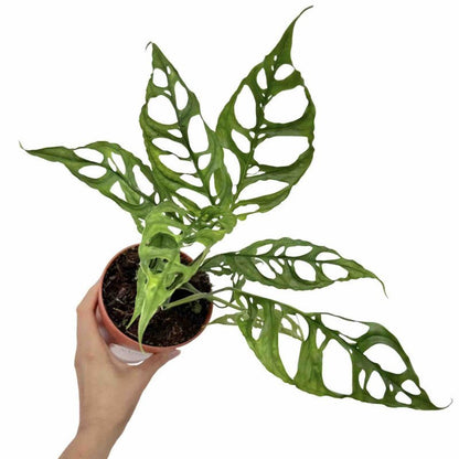 Monstera Obliqua Peru aux feuilles vertes extrêmement perforées dans son pot de culture marron sur fond blanc